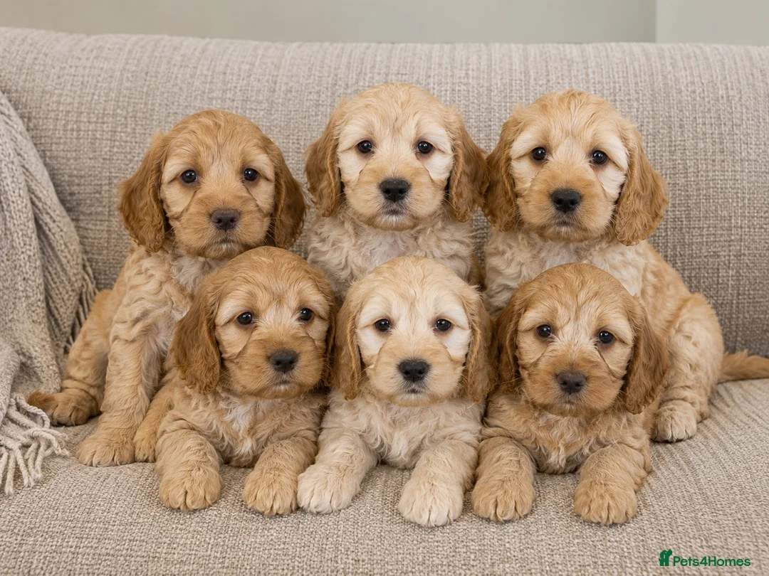 Cockapoo dogs for sale: Quality Healthy Mini Cockapoo Puppies - Advert 1
