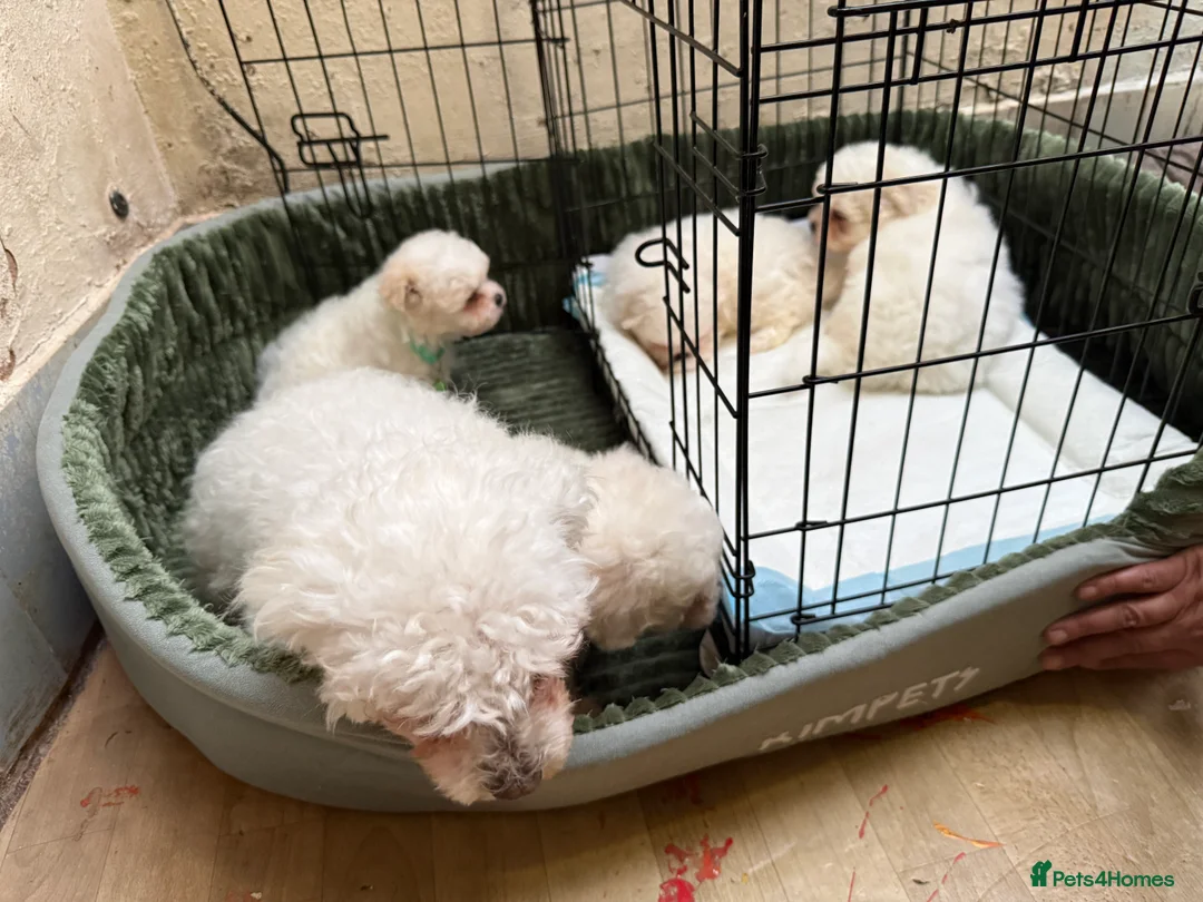 Bichon Frise dogs for sale: 2little bichon frise looking for a new home❤️🩷💚 - Advert 2