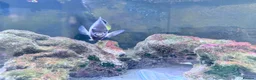 Other/Mixed Breed fish for sale: Orange Shoulder Tang & Cream Angelfish Marine Fish in Hailsham - Advert 7
