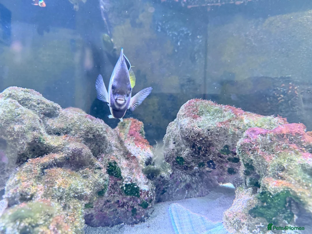 Other/Mixed Breed fish for sale: Orange Shoulder Tang & Cream Angelfish Marine Fish in Hailsham - Advert 7