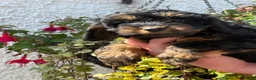 Cockapoo dogs for sale: REDUCED Ready Now Stunning F1 Cockapoo girl - Advert 4
