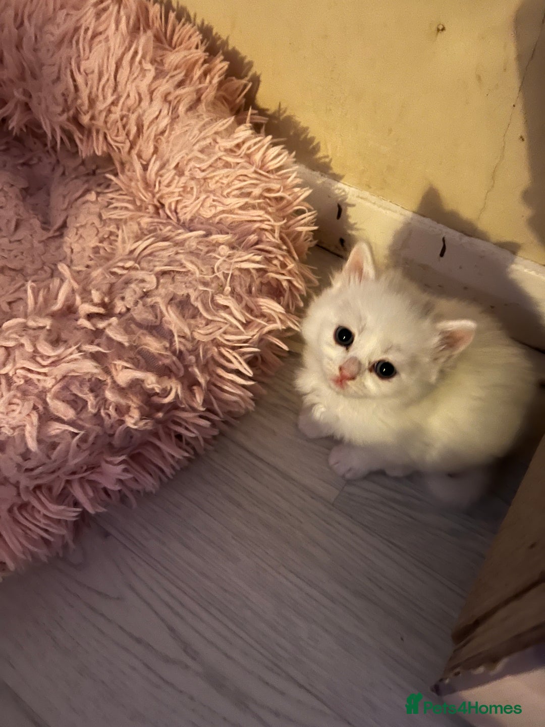 Maine Coon cats for sale: maincoon cross british shorthair  - Advert 5