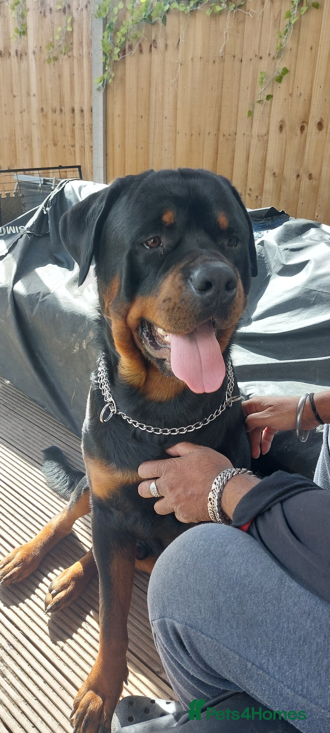 Rottweiler dogs for sale: Kc registered chunky pups - Advert 5