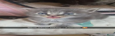 Maine Coon 4