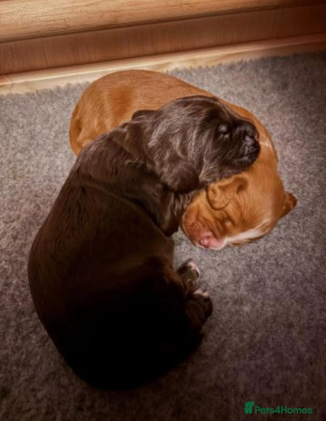 Cocker Spaniel dogs for sale: Cocker Spaniel Puppies in London - Advert 2