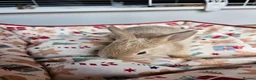 Netherland Dwarf rabbits for sale: Baby bunny - Advert 22