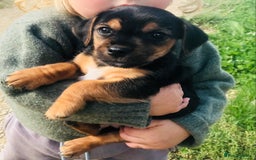 Mixed Breed dogs for sale: Miss  - Image 2