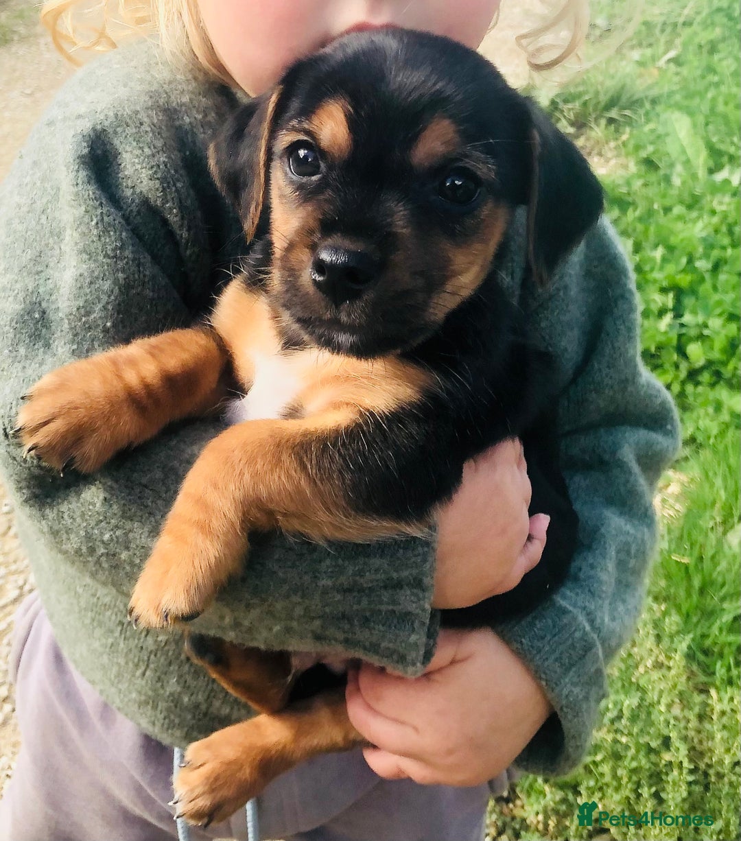 Mixed Breed dogs for sale: Miss  - Image 2