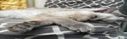 Mixed Breed cats for sale: ✨ Stunning Ragdoll X Maine Coon Kitten  - Advert 10