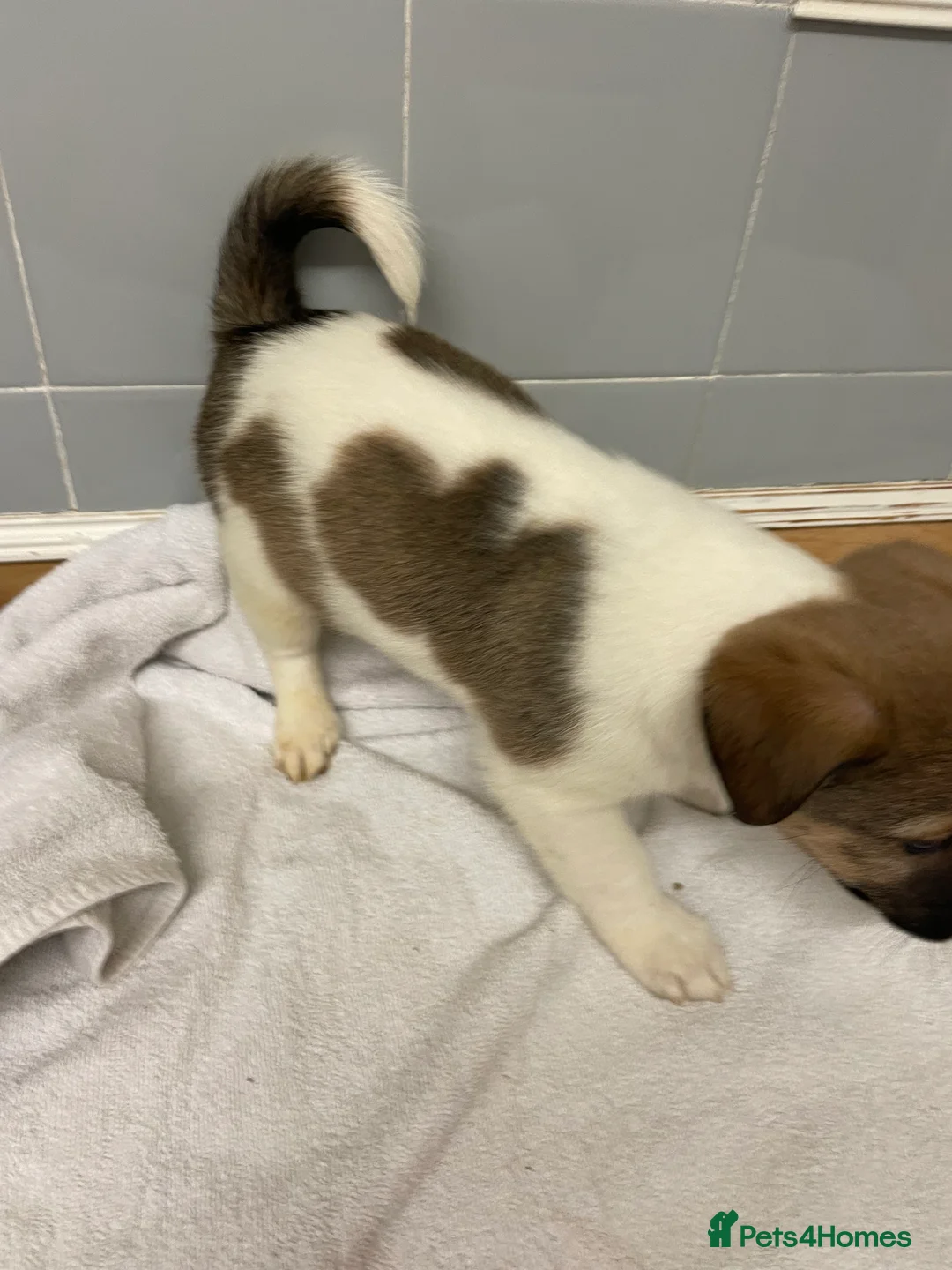 Jack Russell dogs for sale: Beautiful Jack Russell puppies  - Advert 7