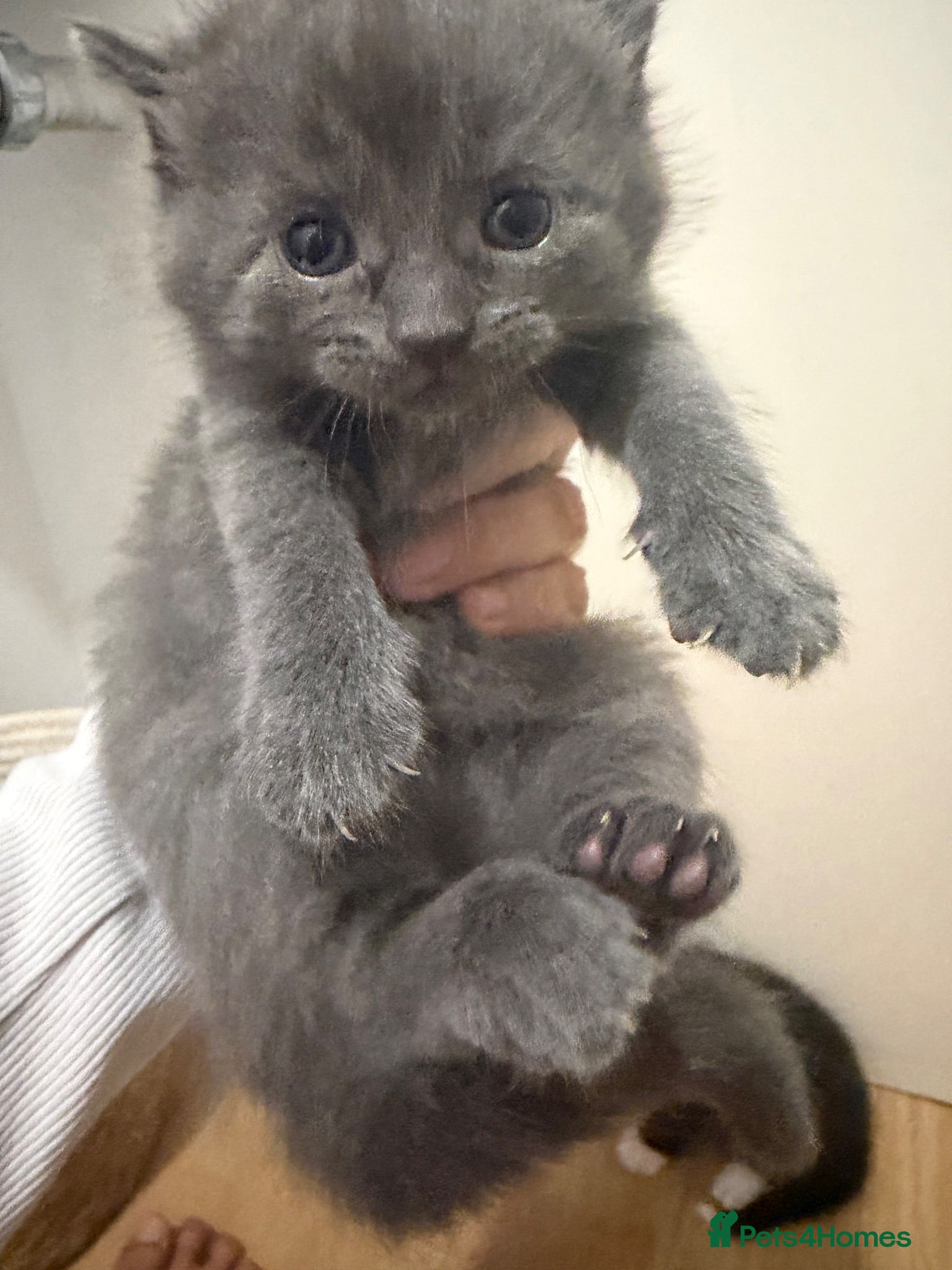 Mixed Breed cats Absolutley gorgeous fluffy chunky grey little girl - Advert 1