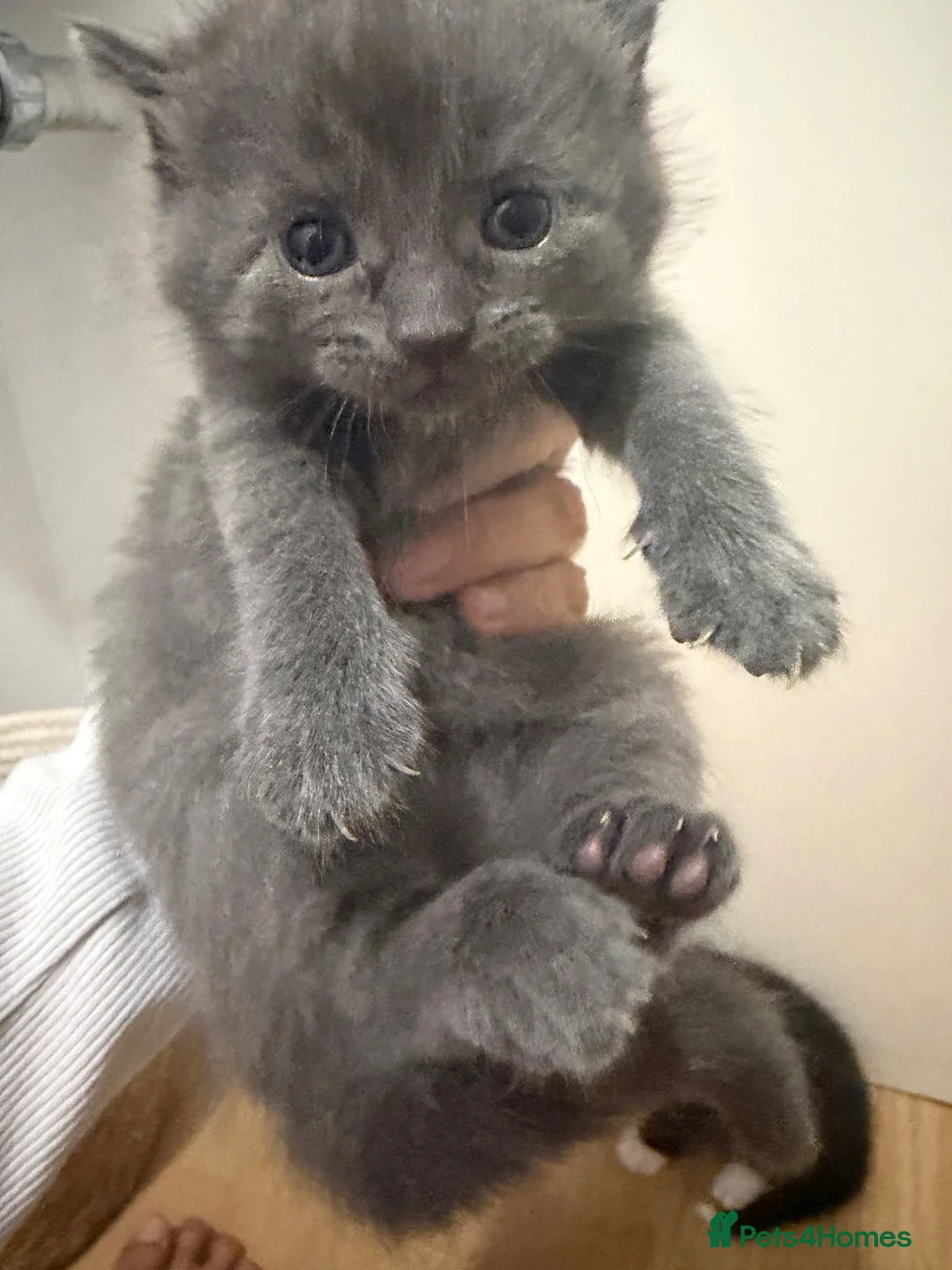 Mixed Breed cats for sale: Absolutley gorgeous fluffy chunky grey little girl - Advert 1