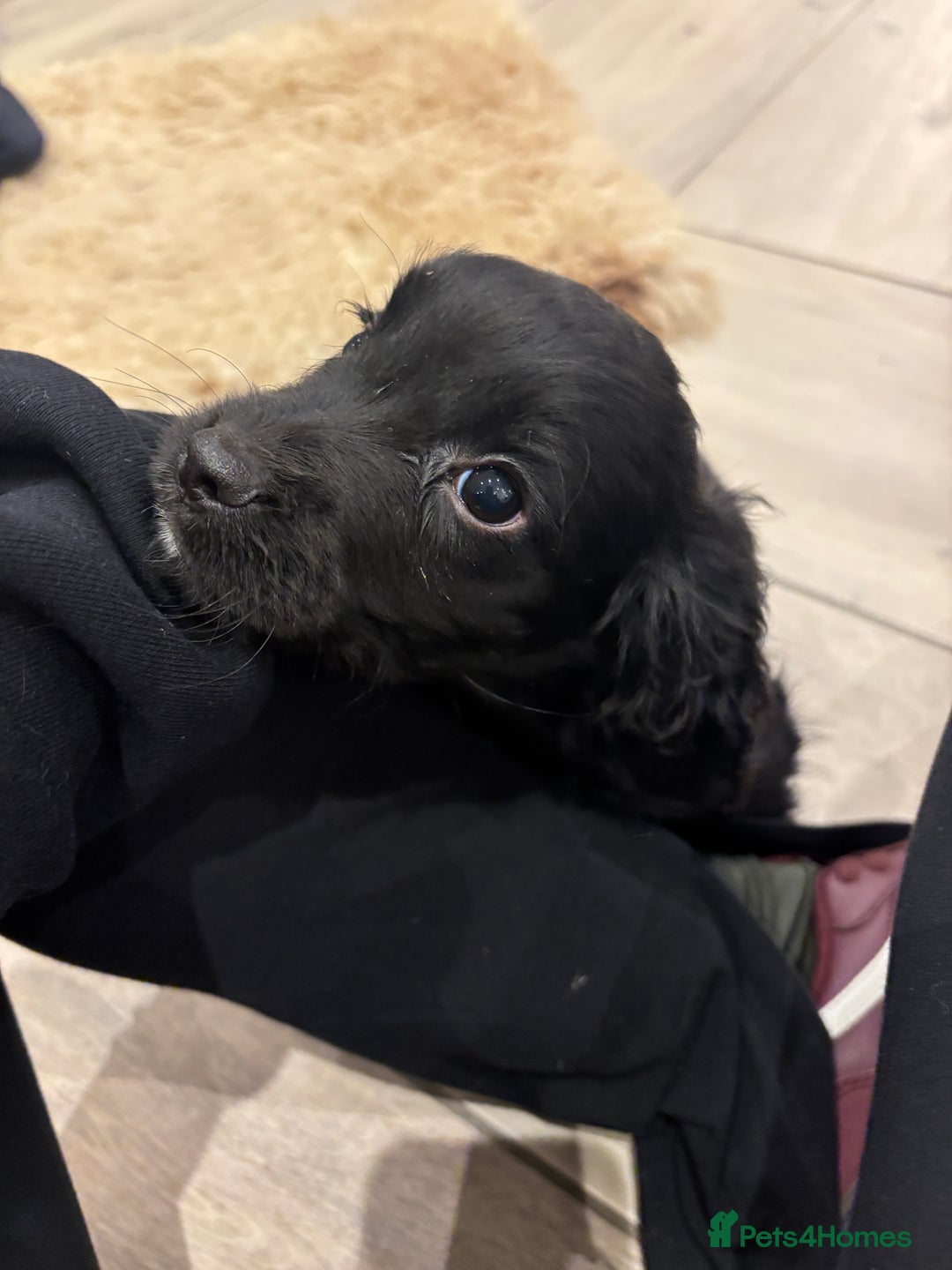 Cocker Spaniel dogs for sale: KC registered cocker spaniels - Image 7