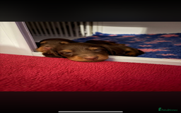 Miniature Dachshund dogs for sale: Beautiful long haired chocolate dachshunds  - Image 7