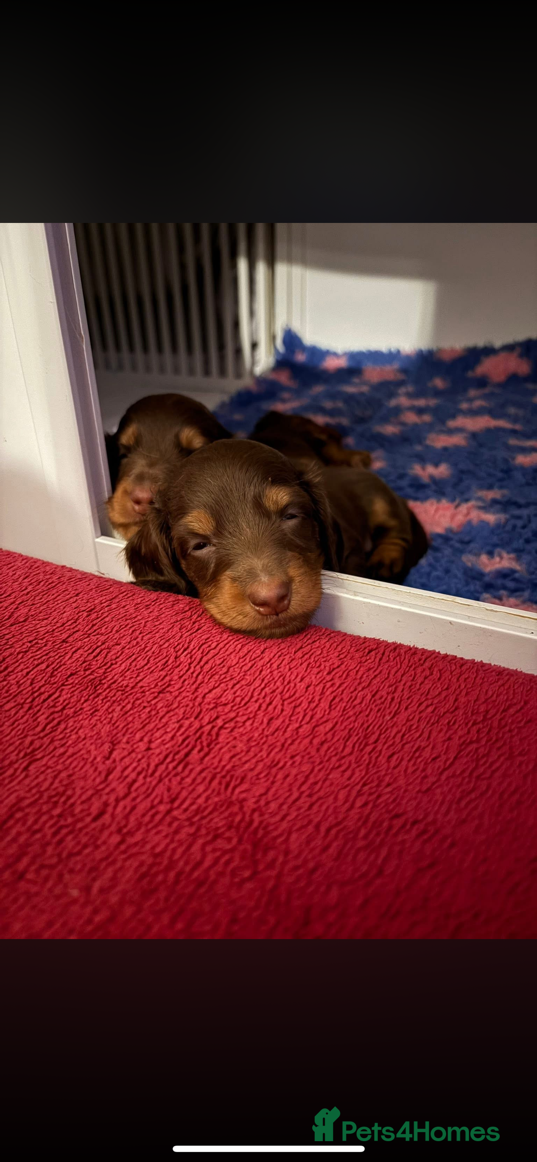 Miniature Dachshund dogs for sale: Beautiful long haired chocolate dachshunds  - Image 7