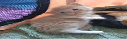Mixed Breed cats for sale: Beautiful long haired kittens - Advert 8