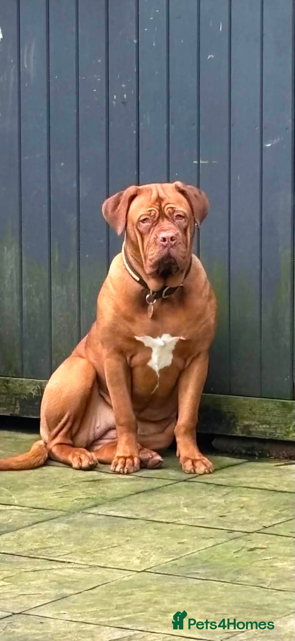 Dogue De Bordeaux dogs Puppies  - Advert 1