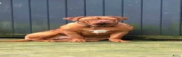 Dogue De Bordeaux dogs for sale: Dogue de Bordeaux Puppies - Advert 1