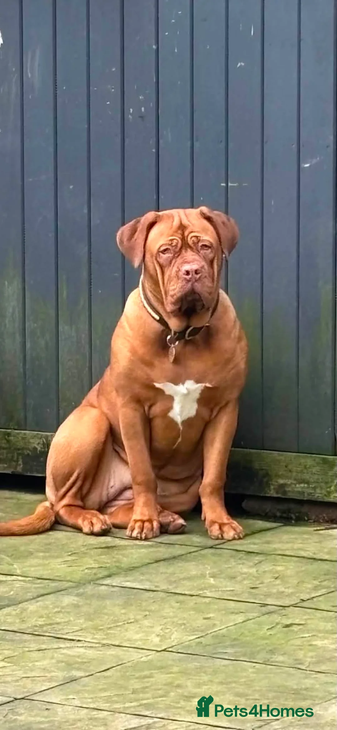 Dogue De Bordeaux dogs for sale: Dogue de Bordeaux Puppies - Advert 1