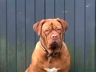Dogue De Bordeaux dogs Dogue de Bordeaux Puppies - Advert 8