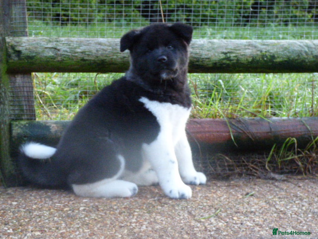 Akita dogs for sale: Quality Akita Baby Girl (KC Registered) - Advert 13
