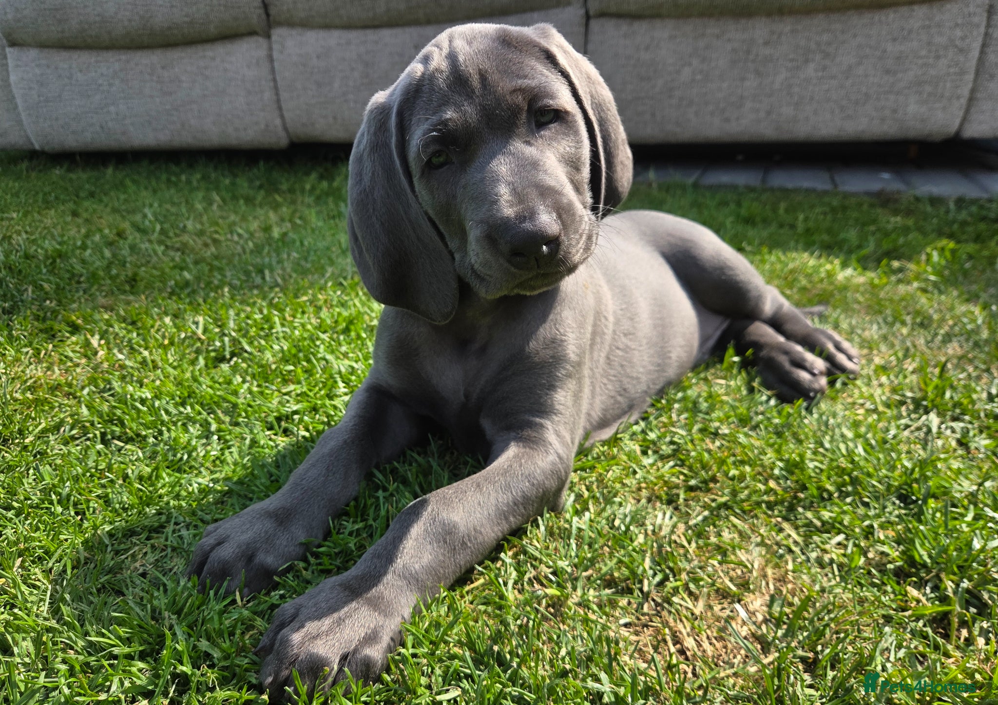 Weimaraner dogs Male Weimaraner (Blue) 8wks old on the 4th June - Advert 1