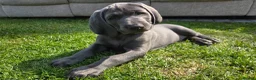 Weimaraner dogs for sale: Male Weimaraner (Blue) 8wks old on the 4th June - Advert 1