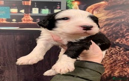 Sheepadoodle dogs for sale: Medium Sheepadoodle Puppies Available  - Image 32