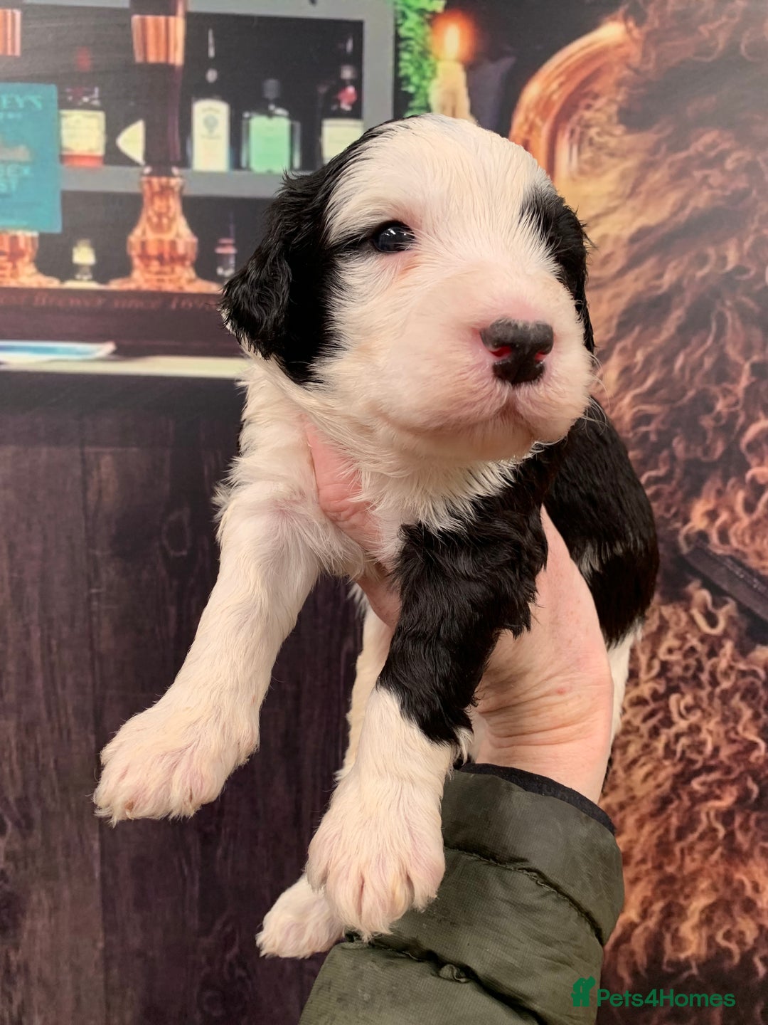 Sheepadoodle dogs for sale: Medium Sheepadoodle Puppies Available  - Image 32