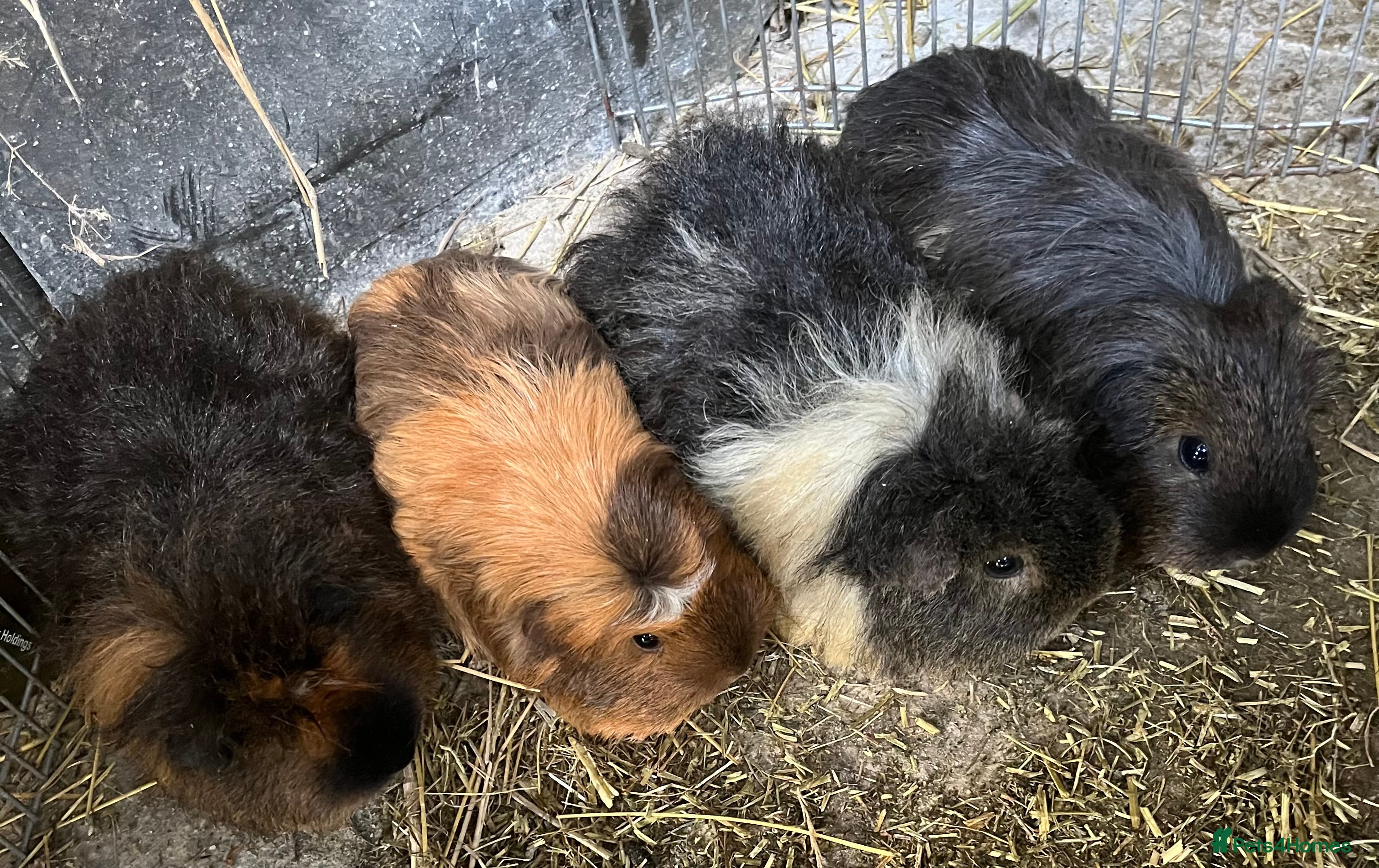 Guinea Pig rodents Female guinea pigs.  - Advert 5