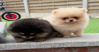 Pomeranian dogs - Advert 1