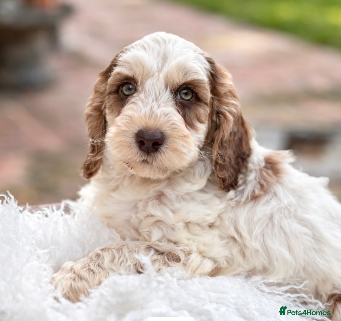 Cockapoo dogs Fabulous F1 cockapoos - Advert 12