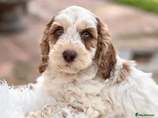 Cockapoo dogs Fabulous F1 cockapoos - Advert 12