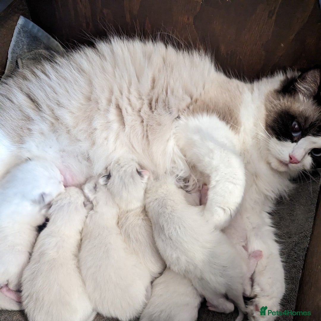 Ragdoll cats for sale: Stunning baby ragdolls - Image 8