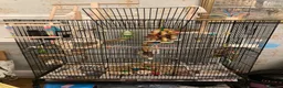 Budgerigars birds for sale: Male and female budgies in Epsom - Advert 1