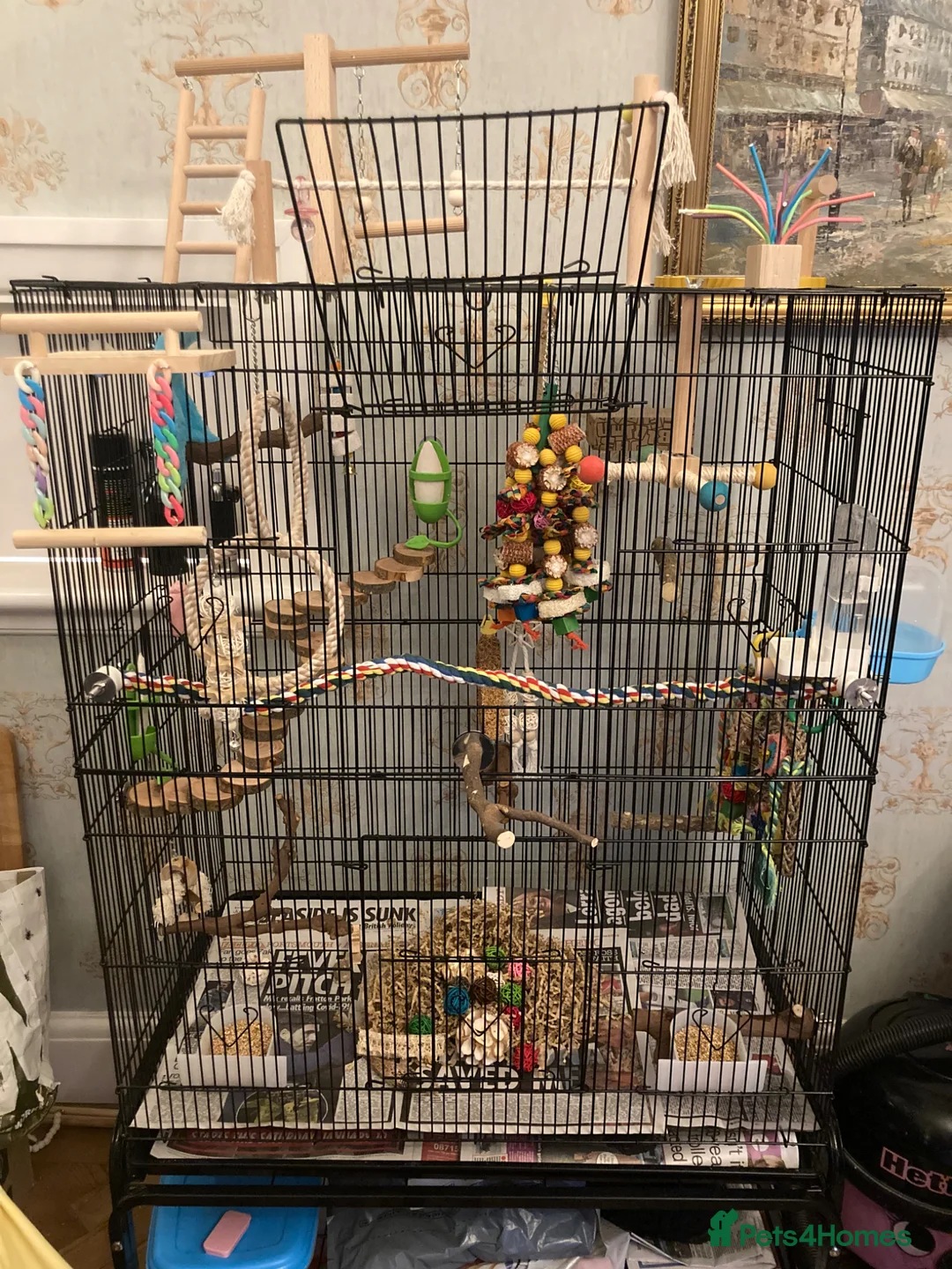 Budgerigars birds for sale: Male and female budgies in Epsom - Advert 1