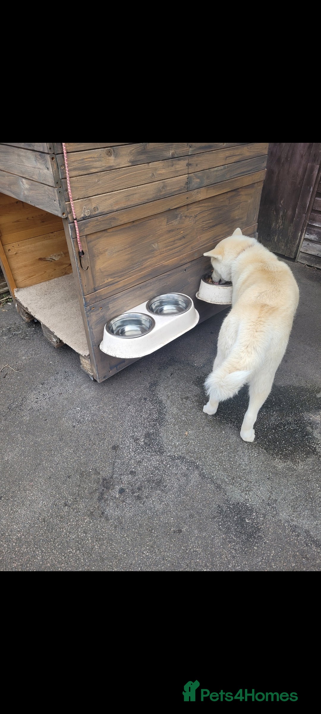 Akita dogs for sale: Rehoming two dogs – Akita Inu & Akita Shiba - Advert 3