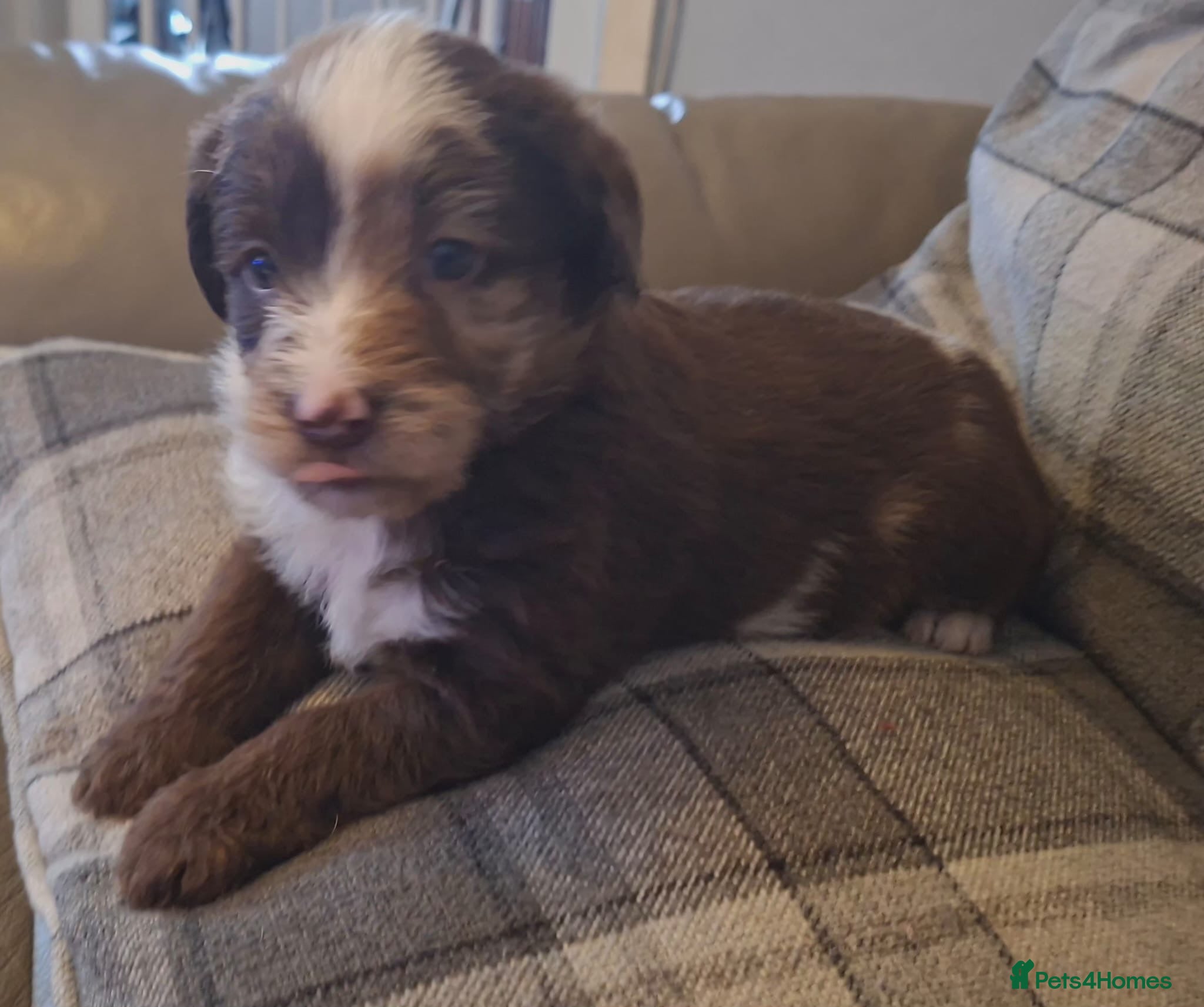 Labradoodle dogs EXCEPTIONAL F1 LABRADOODLE PUPPIES AVAILABLE    - Advert 2