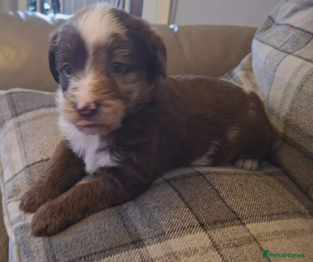 Labradoodle dogs for sale: EXCEPTIONAL F1 LABRADOODLE PUPPIES AVAILABLE    - Advert 2