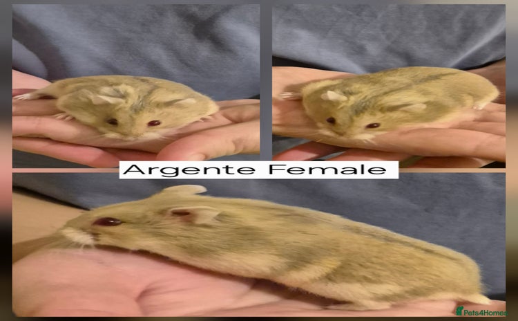 Hamster rodents Stunning Pedigree campbell dwarf hamsters  - Advert 2