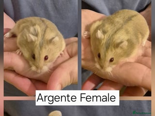 Hamster rodents Stunning Pedigree campbell dwarf hamster - Advert 3