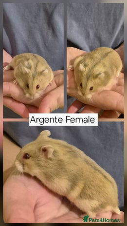 Hamster rodents Stunning Pedigree campbell dwarf hamsters - Advert 1