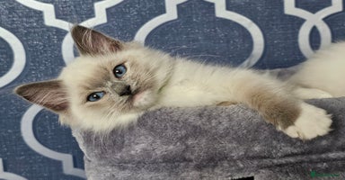 Ragdoll cats - Advert 8
