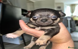 Chihuahua dogs for sale: Tiny chihuahua puppies  - Image 7