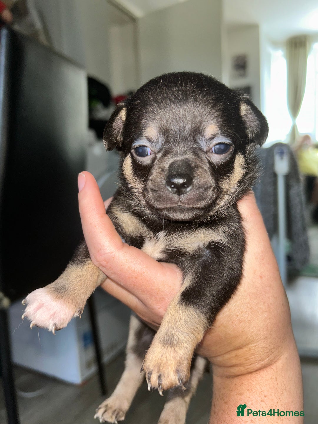 Chihuahua dogs for sale: Tiny chihuahua puppies  - Image 7