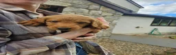 Labradoodle dogs for sale: Rare F1 Labradoodle Puppies(7 LEFT!) - Advert 5