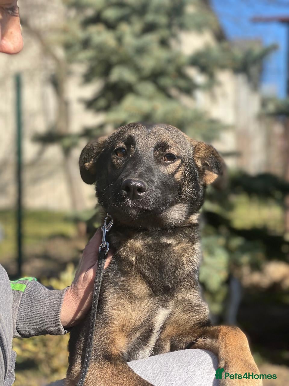 Mixed Breed dogs ❤️🐶 KUBA – THE GIRL WHO LISTENS, LEARNS AND LOVES - Advert 10