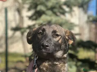 Mixed Breed dogs ❤️🐶 KUBA – THE GIRL WHO LISTENS, LEARNS AND LOVES - Advert 10