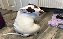 American Bulldog dogs for sale: FOR SALE - Image 3