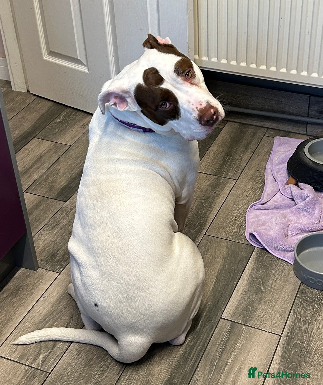 American Bulldog dogs for sale: FOR SALE - Image 3